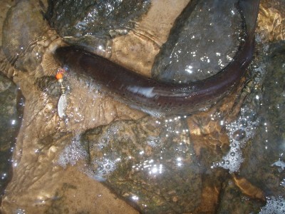 forel2.jpg