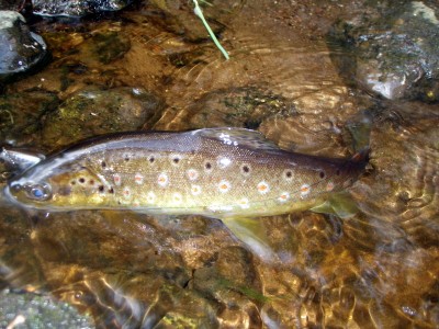 forel8.jpg