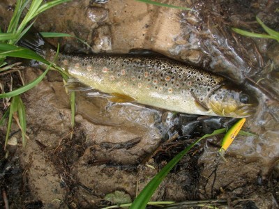 forel7.jpg