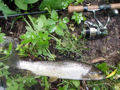 forel6.jpg