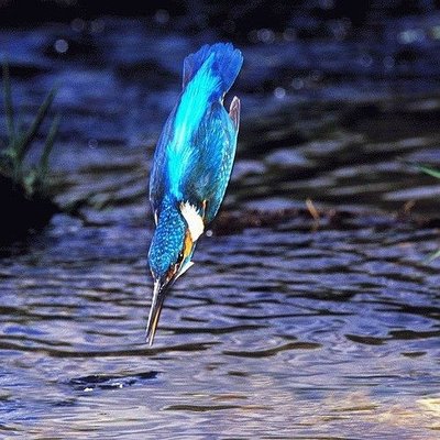 13_-Blue-Kingfisher.jpg