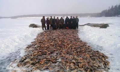 Групповая зимняя рыбалка сетью на карасей.