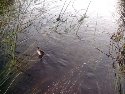 На чистой воде сапалсы не стояли.